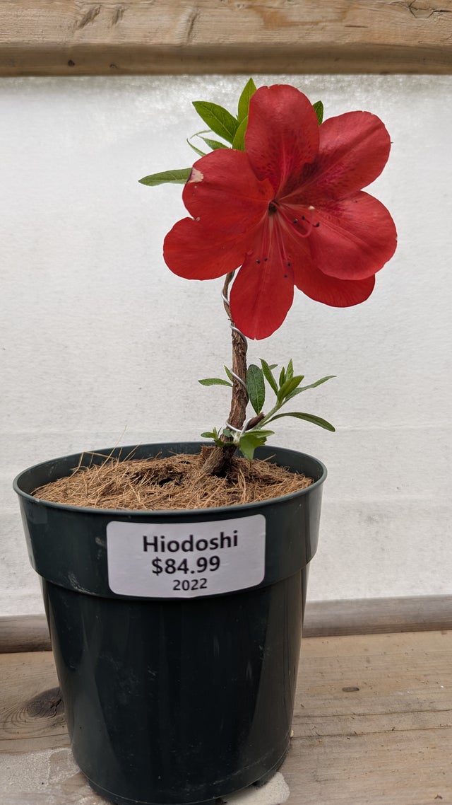 Satsuki Azaleas | Living Art Penjing and Bonsai
