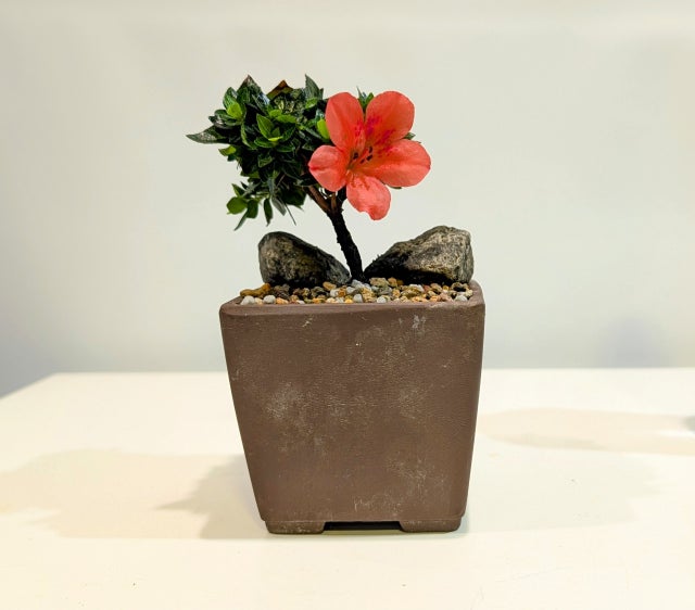 Satsuki Azaleas | Living Art Penjing and Bonsai