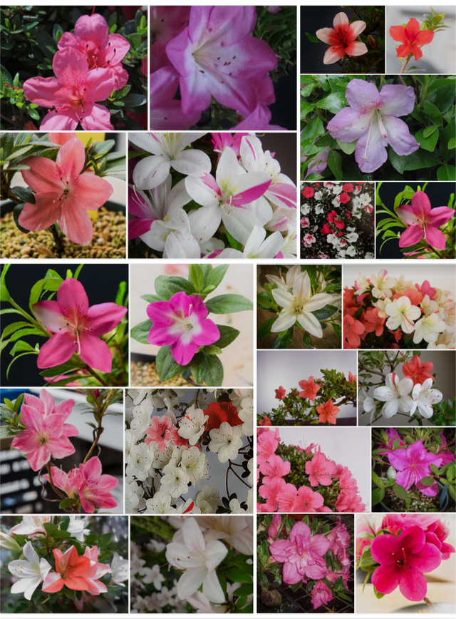 Satsuki Azaleas | Living Art Penjing and Bonsai