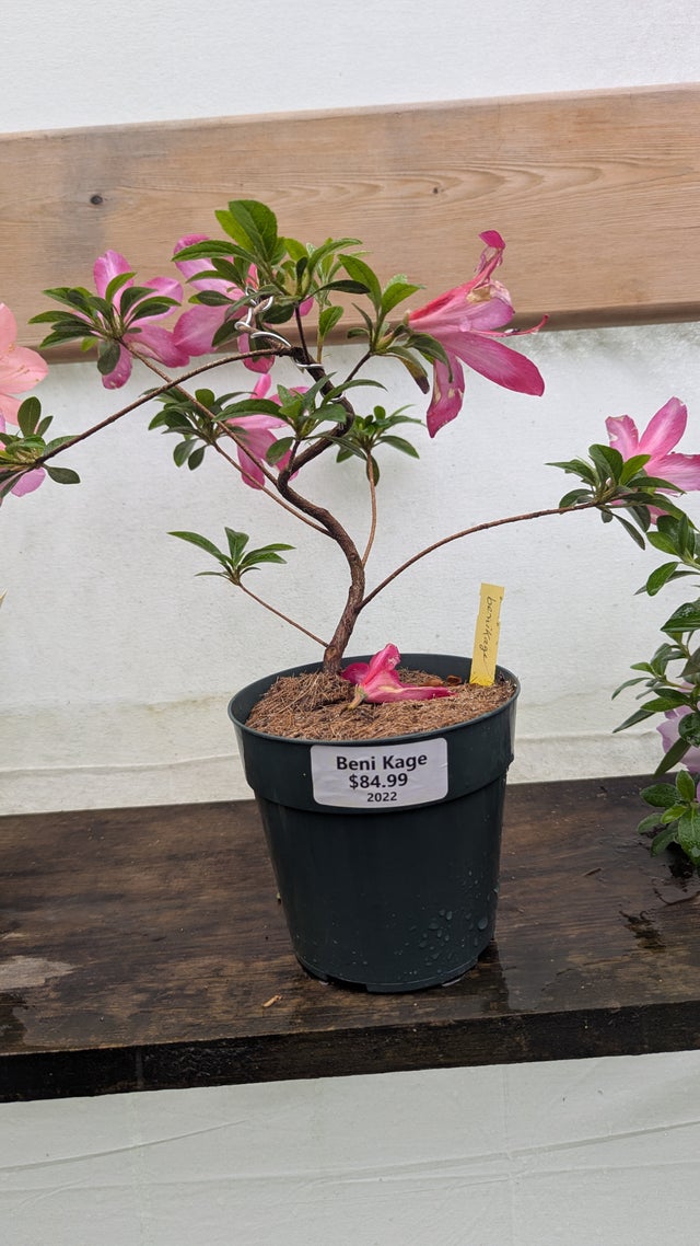 Satsuki Azaleas | Living Art Penjing and Bonsai
