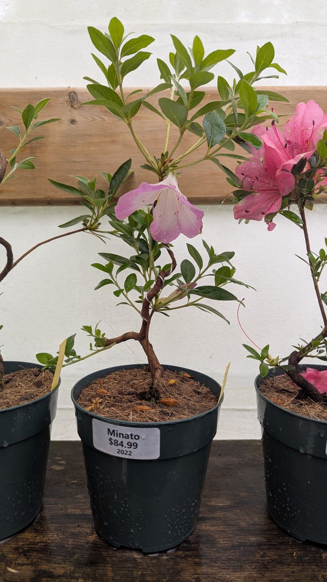 Satsuki Azaleas | Living Art Penjing and Bonsai