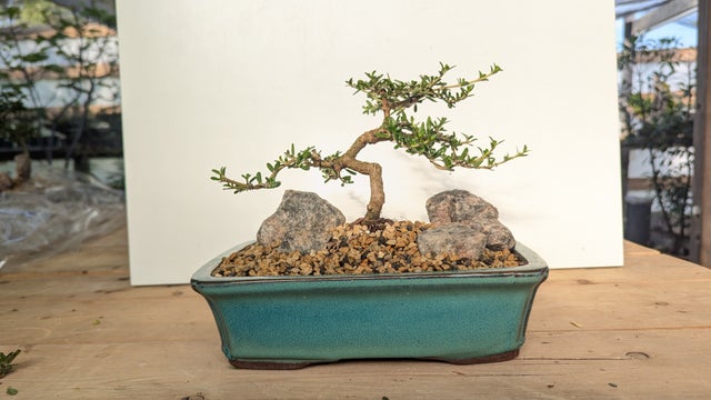 NEWLY AVAILABLE! | Living Art Penjing and Bonsai