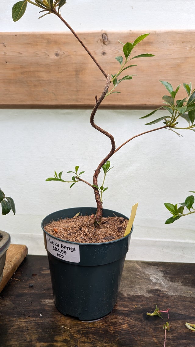 Satsuki Azaleas | Living Art Penjing and Bonsai
