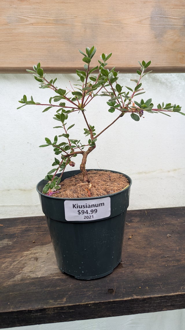 Satsuki Azaleas | Living Art Penjing and Bonsai