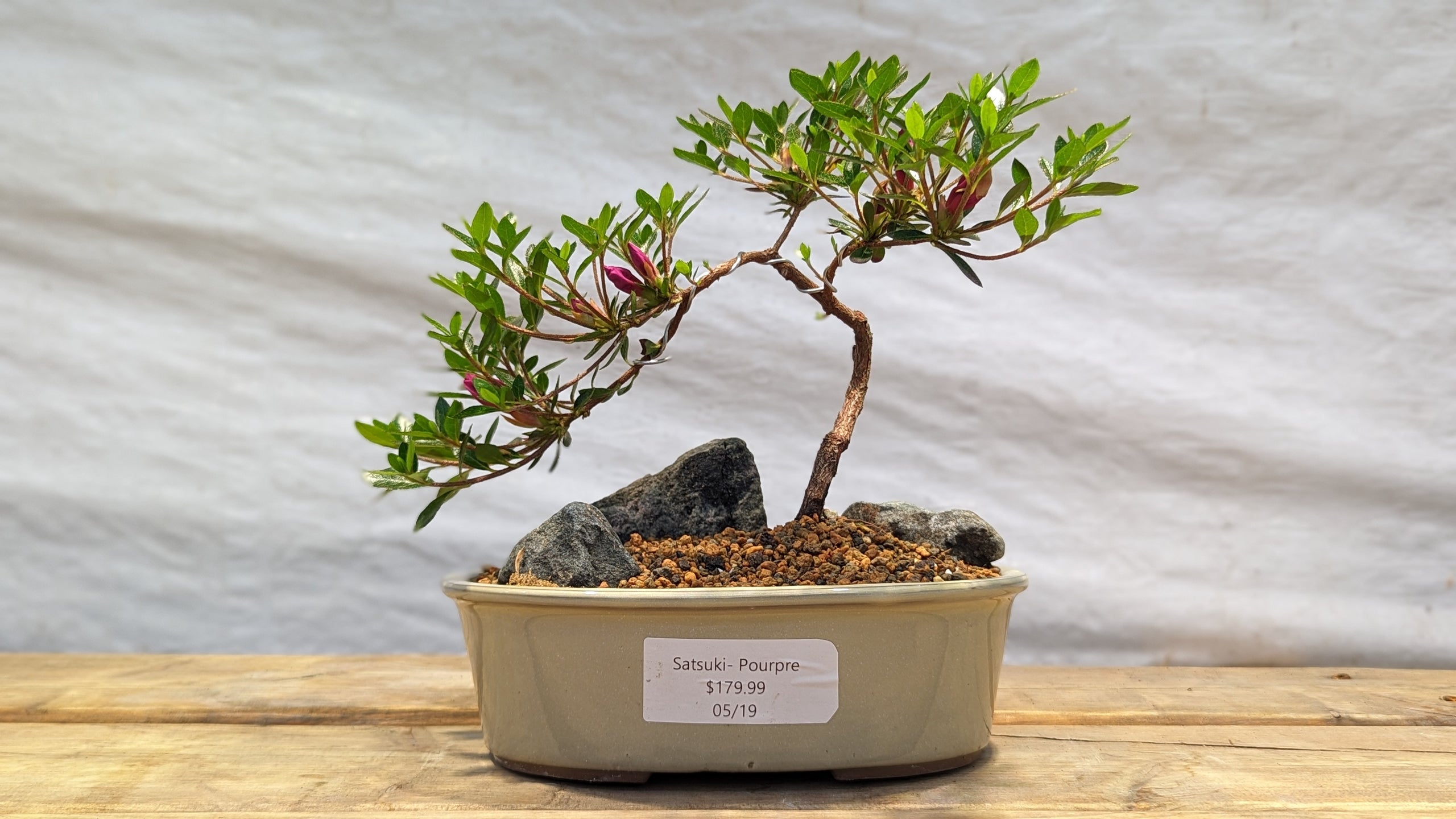 Satsuki Pourpre, in beige low oval pot Living Art Penjing and Bonsai